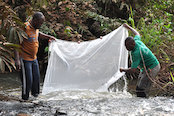 Research on Gabon's Ogooué River