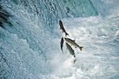 Salmon migration